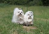 BICHON MALTAIS 095